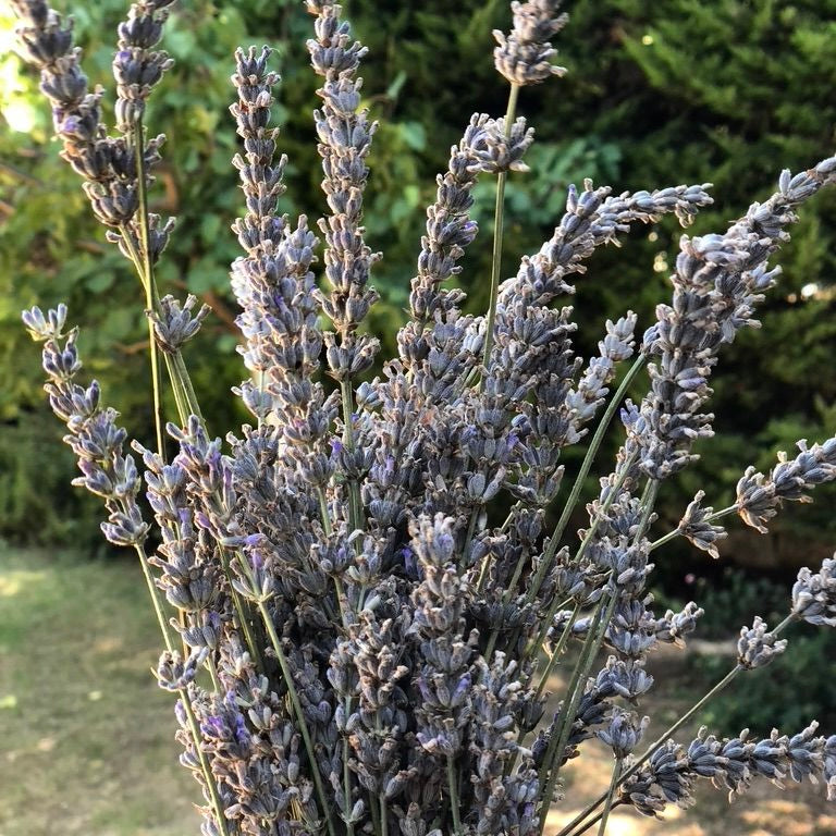 Chemical-Free with egeflora.com