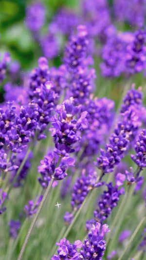Lavender Set